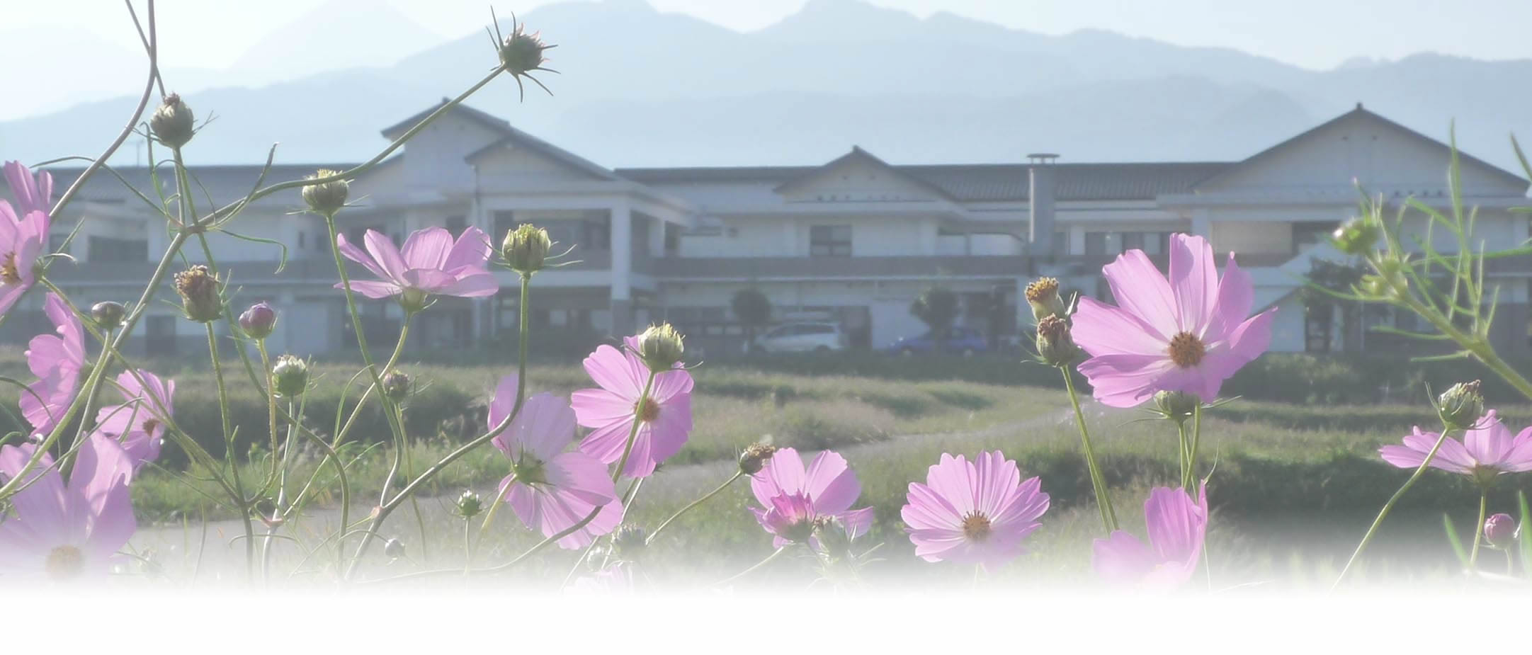 施設背景に咲くコスモス。敷地周辺の自然風景を示す。
