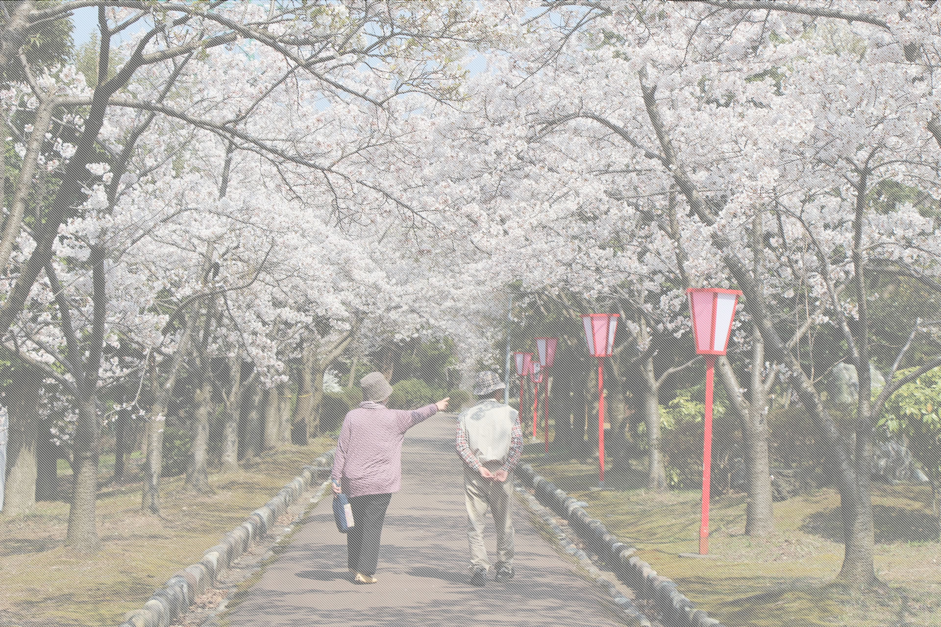 桜の並木道を散歩する入居者。季節の風景と外出活動を示す実写真。