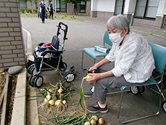 採れたよ玉ねぎ 2/12